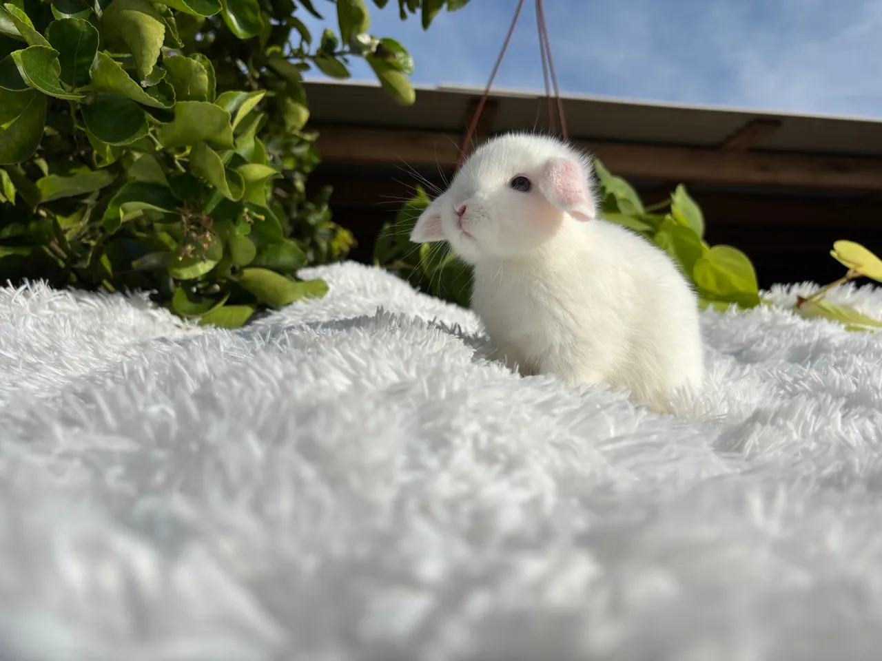 Mini Lop ( VALOR PROMOCIONAL)