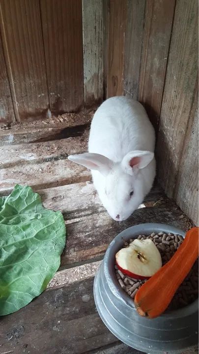 Vendo 3 coelhos. Duas fêmea e um macho. Eles não possuem parentesco  - Foto 4
