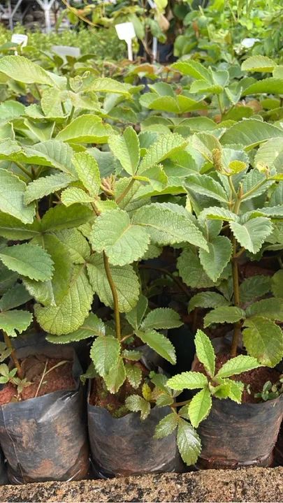 Mudas de Pequi Goiano Legítimo 