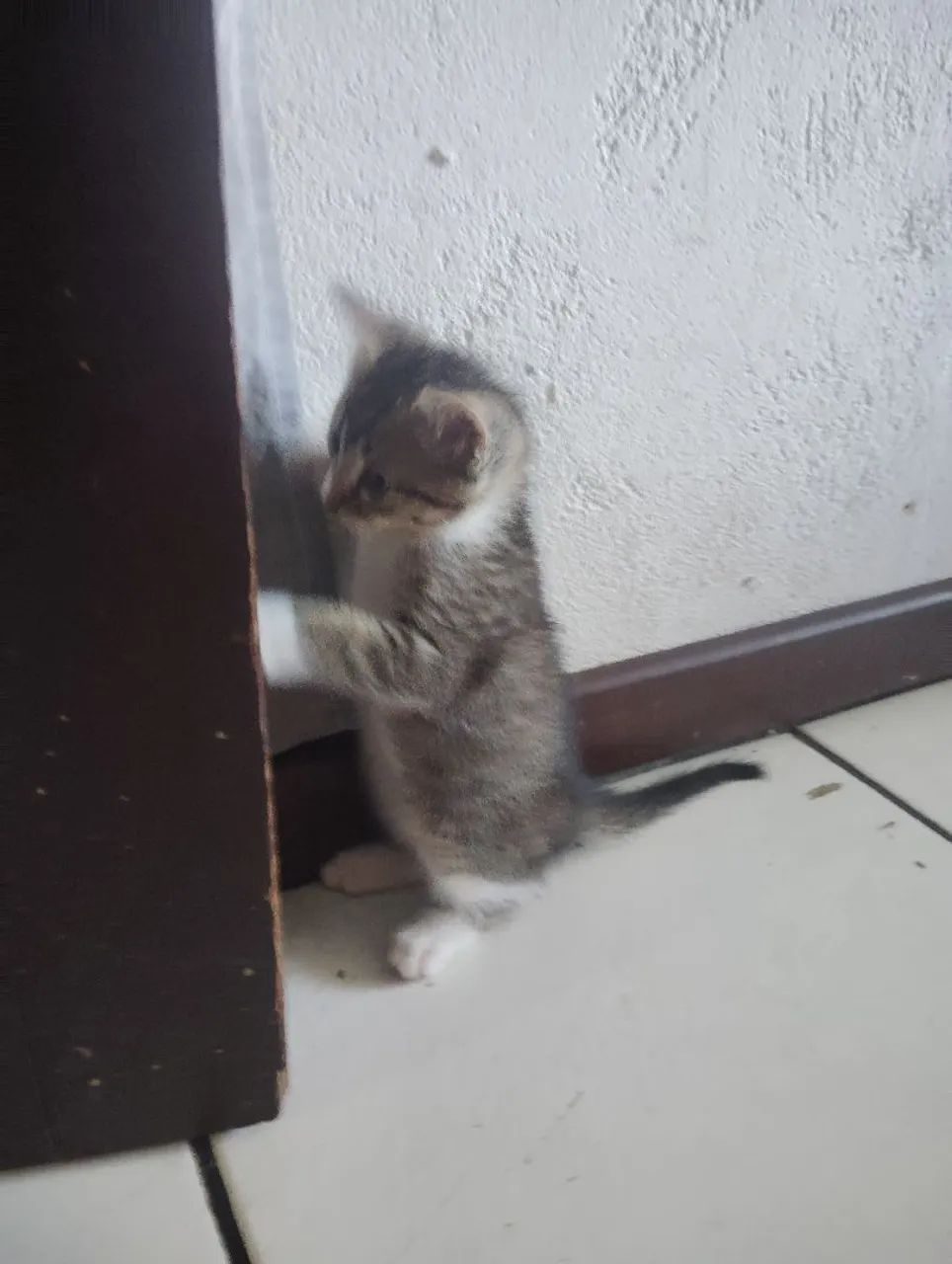 Gatinhas para adoção  - Foto 6