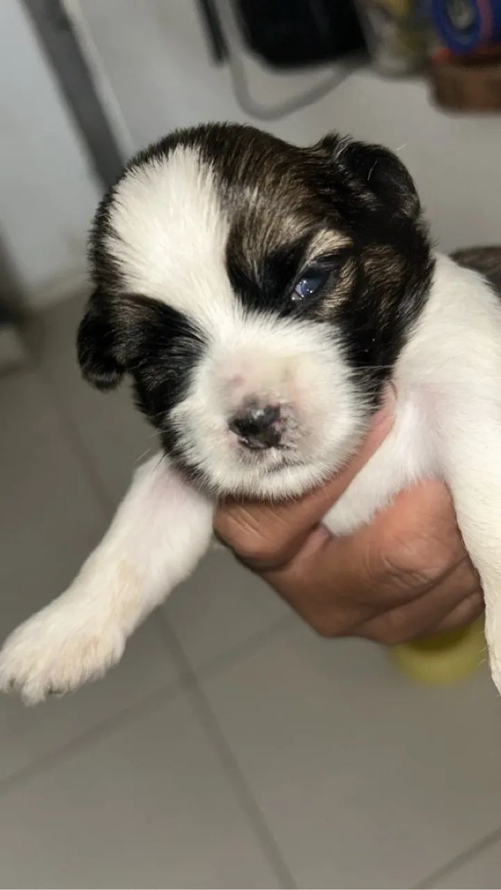Shih tzu  - Foto 2