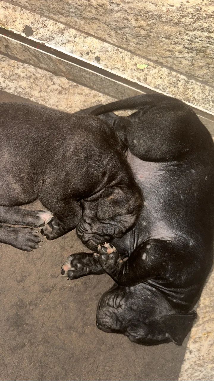 Fila Brasileiro tigrada a venda - Foto 4