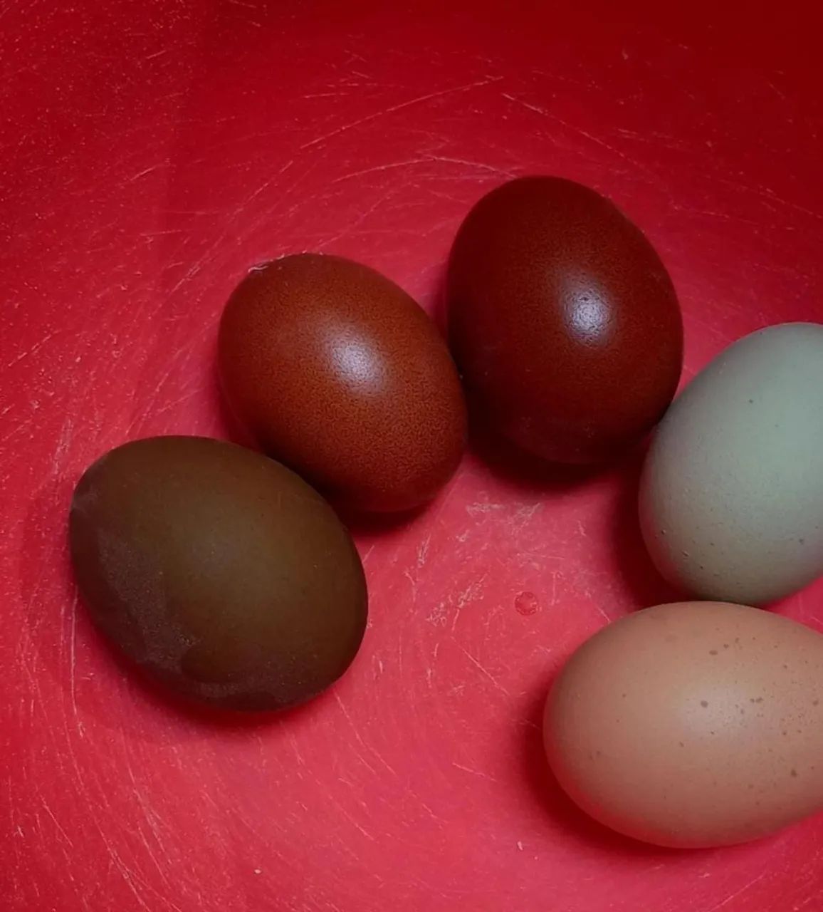 Galinhas Marans (ovos galados) - Foto 5