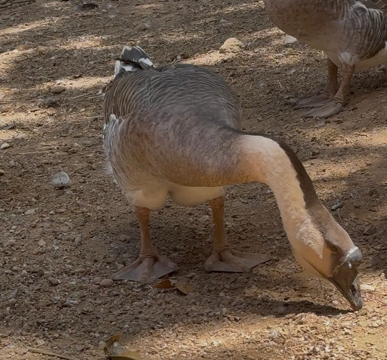 Ganso Africano LEGÍTIMO  - Foto 4