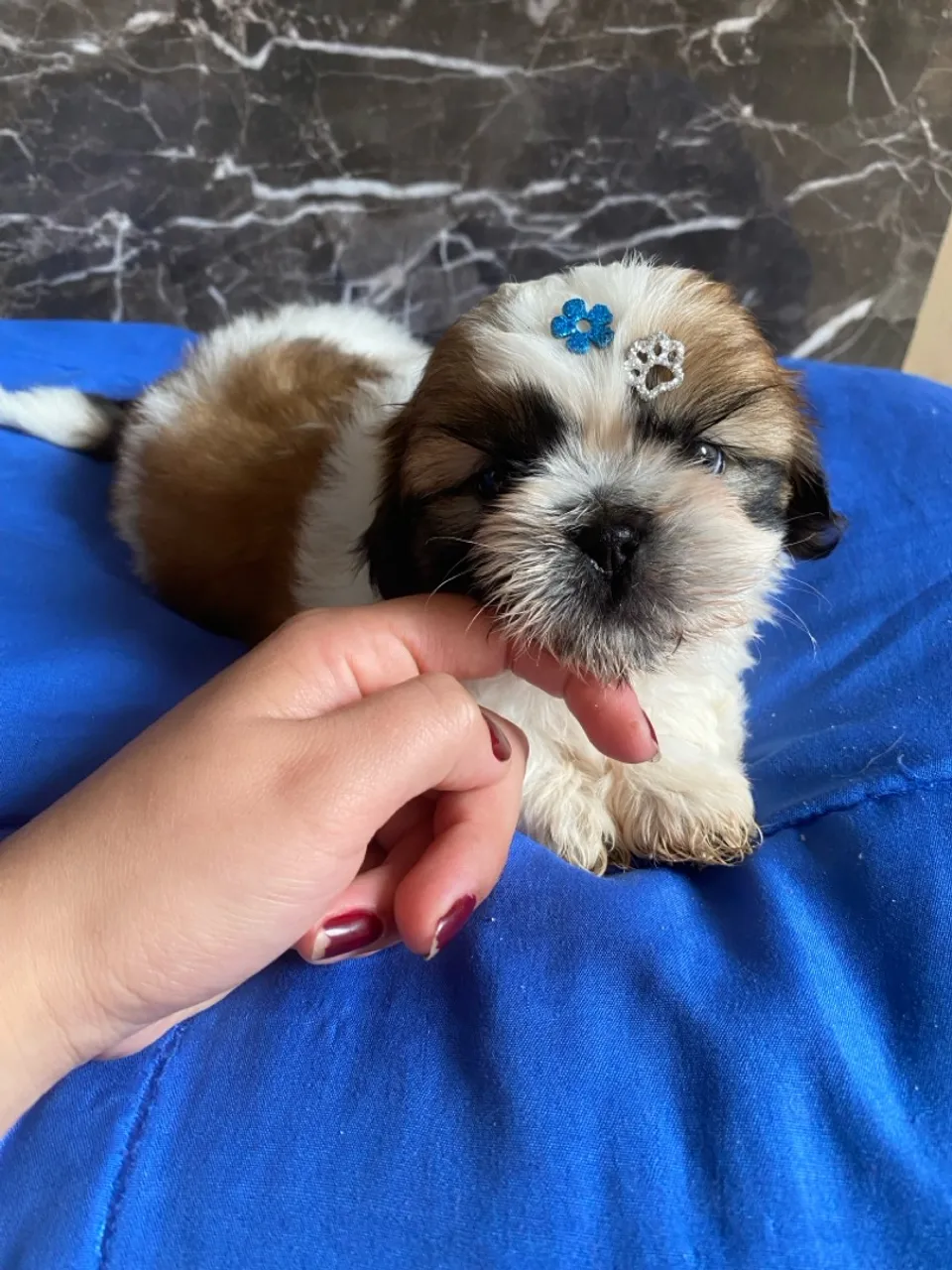 Filhote Shih Tzu