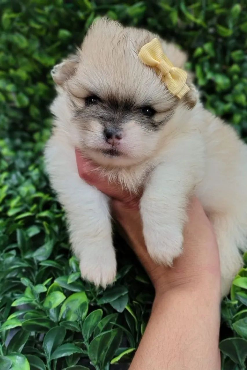 Spitz Alemão fêmea Particolor. Fofura em forma de cão! - Foto 3