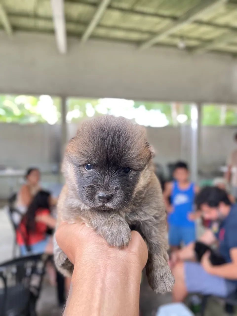 Filhote de cachorro da raça Chow-Chow