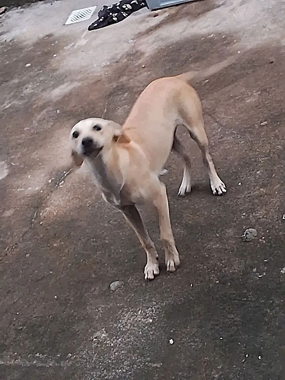 Filhote de cachorro Caramelo  - Foto 4