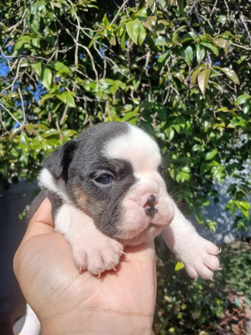 Filhote de Bulldog Inglês para adoção