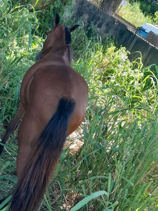 Egua piquira com sela e arreio - Foto 6