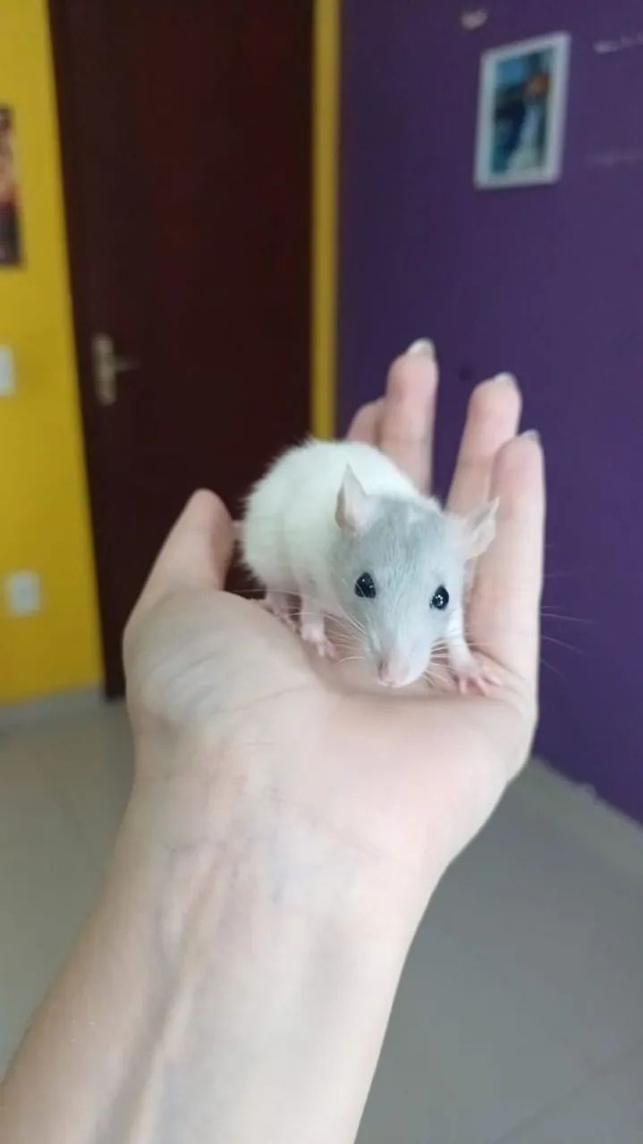 Rato Twister mercol  - Foto 2