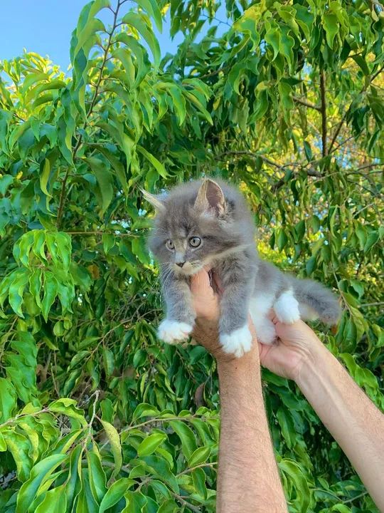 MAINE COON FILHOTE CINZA - Foto 2