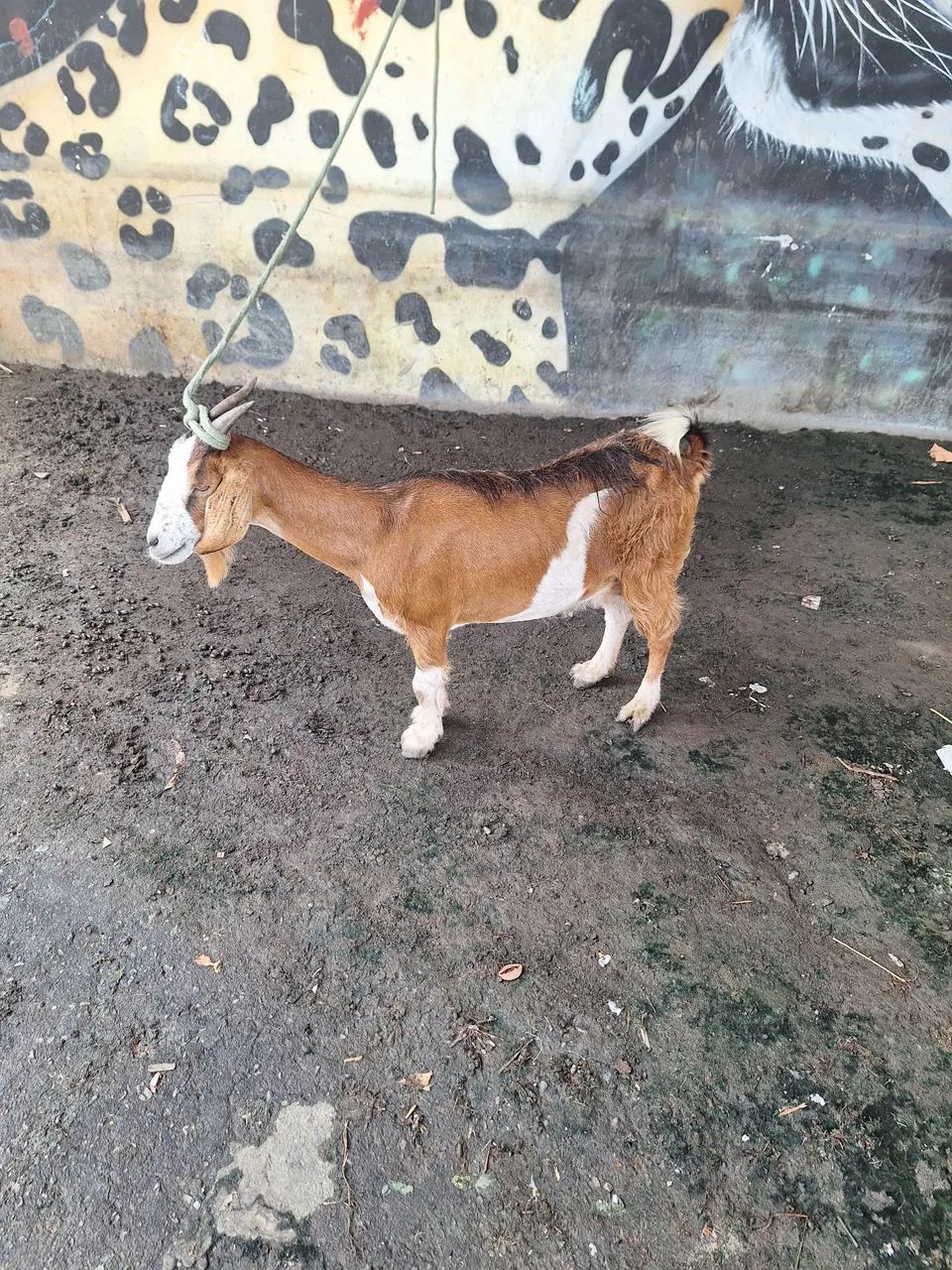 Bode e cabra - Foto 4