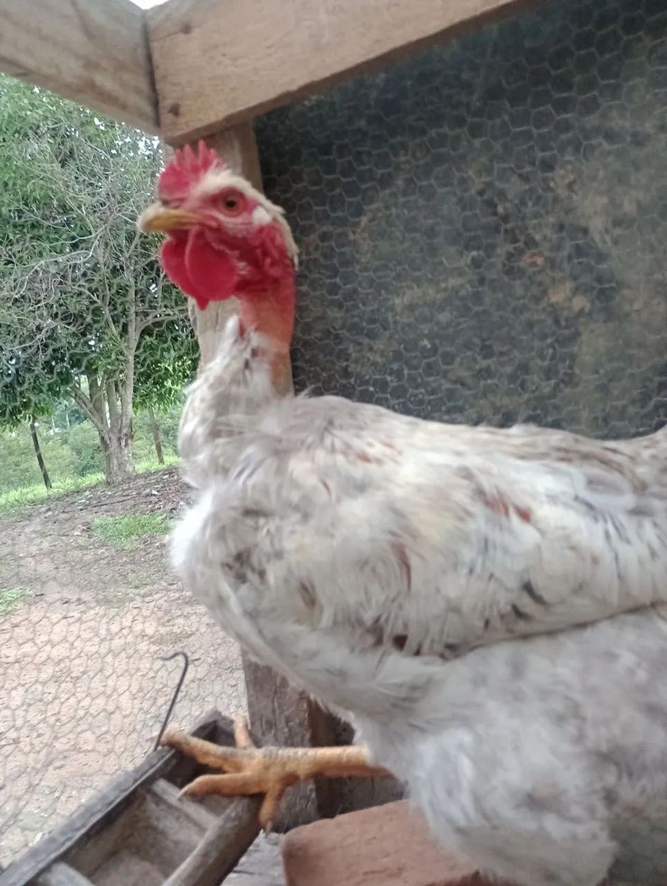 Frango pescoço pelado pedrês - Foto 2