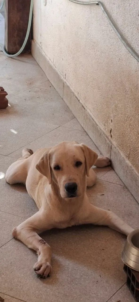 Adoção responsável para Apolo - Foto 2