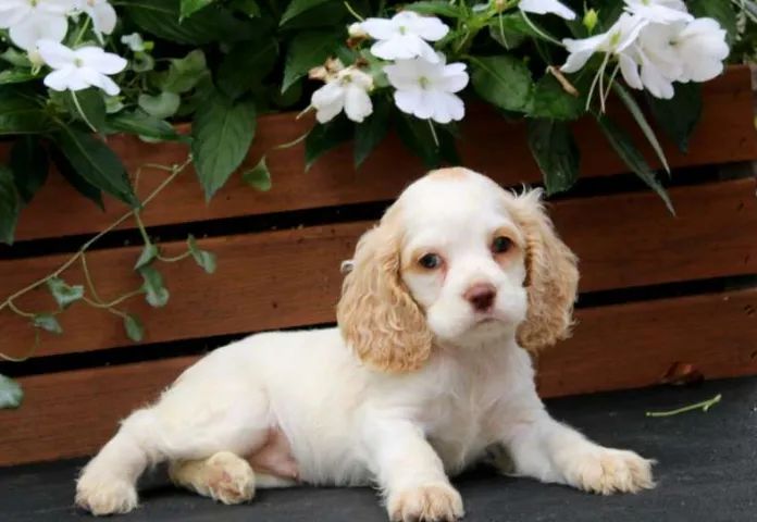 Cocker Spaniel caramelo premium e obediente