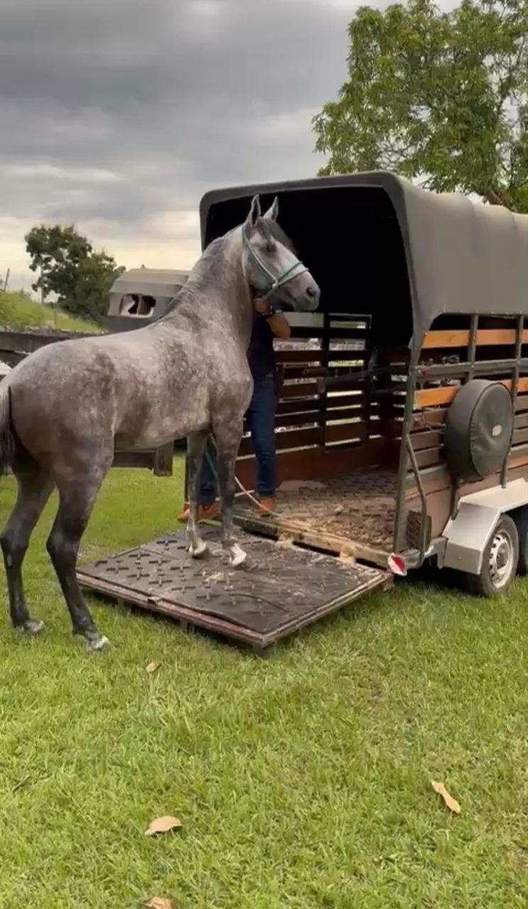 Transporte de cavalos Helton Carneiro  - Foto 2