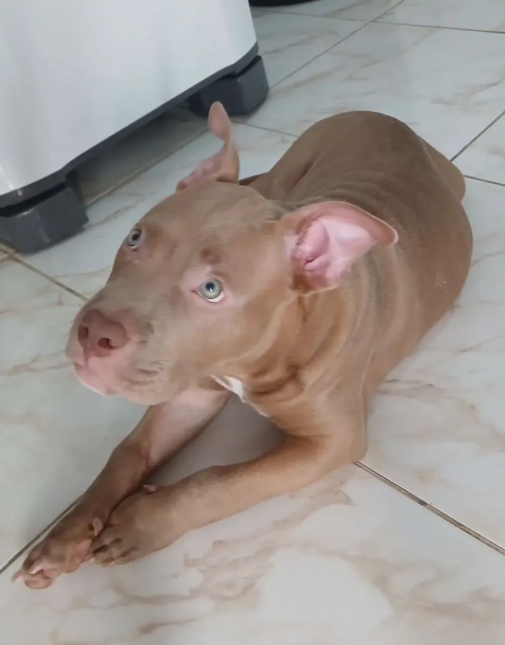 Pitbull  - Foto 3