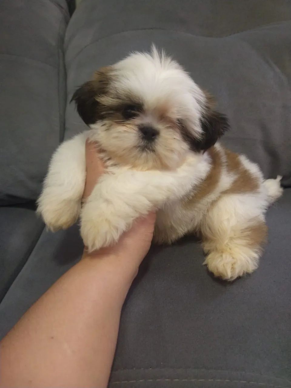 Shitzus Mini - Foto 5