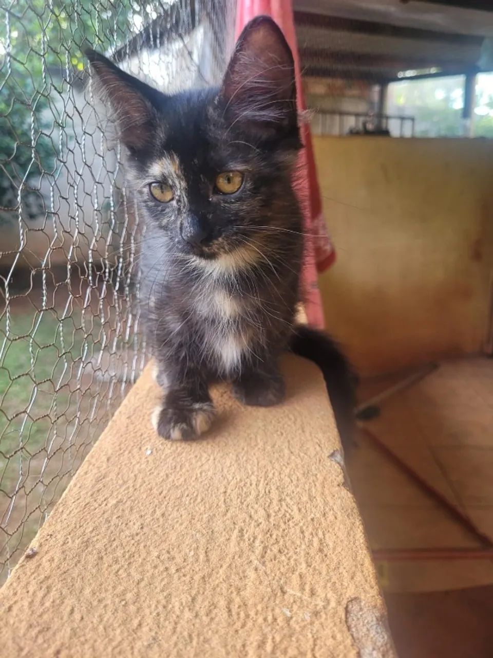 ADOÇÃO RESPONSÁVEL - FILHOTINHA GATINHA - Foto 5
