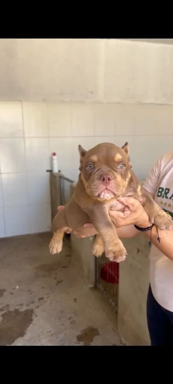 American Bully micro Auto Padrão 