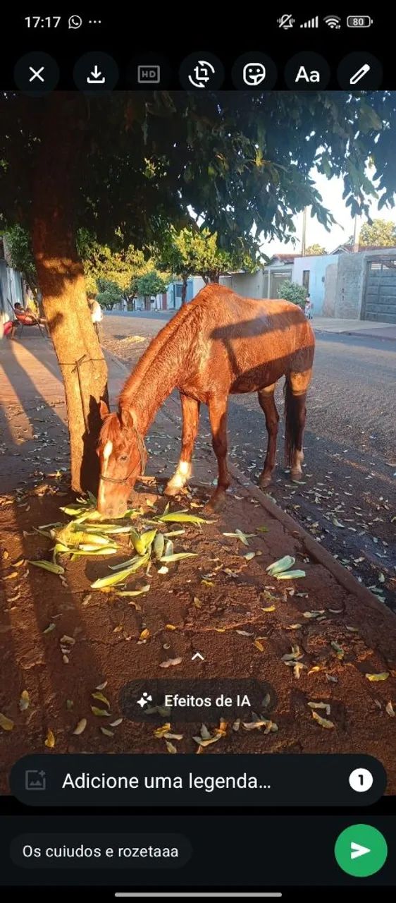 Vendo cavalo paulista, cavalo manso de tudo, limpo de defeito, cavalo grande - Foto 4
