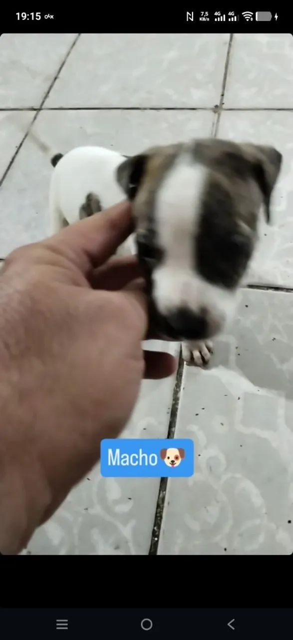 Filhotes machos de Pitbull - Foto 4
