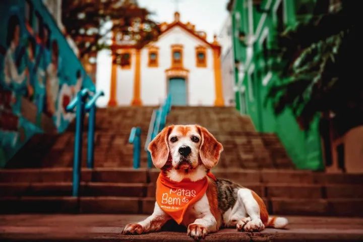 Ensaio Fotográfico - Foto 4