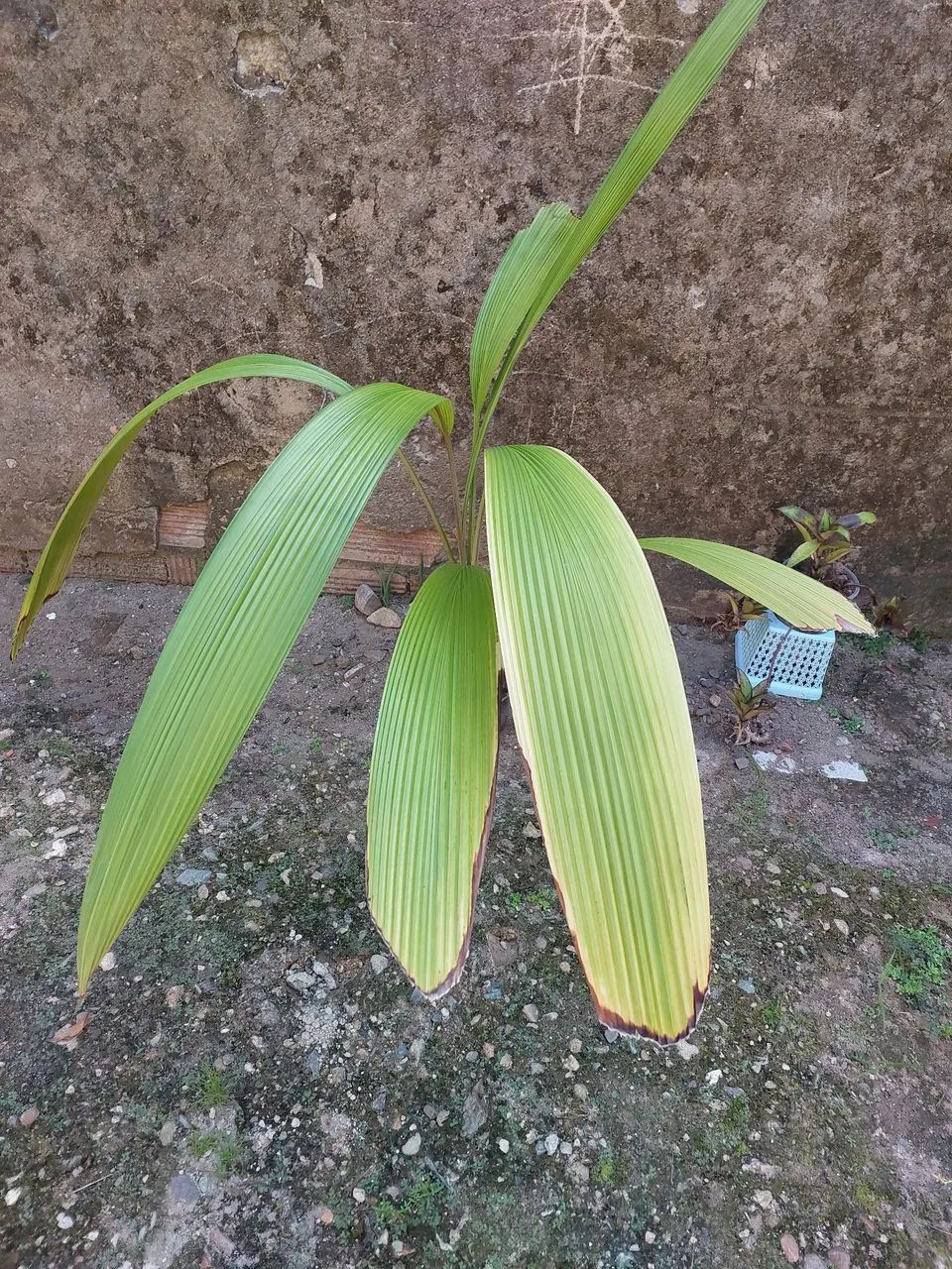 Plantas para vender preço variado - Foto 6