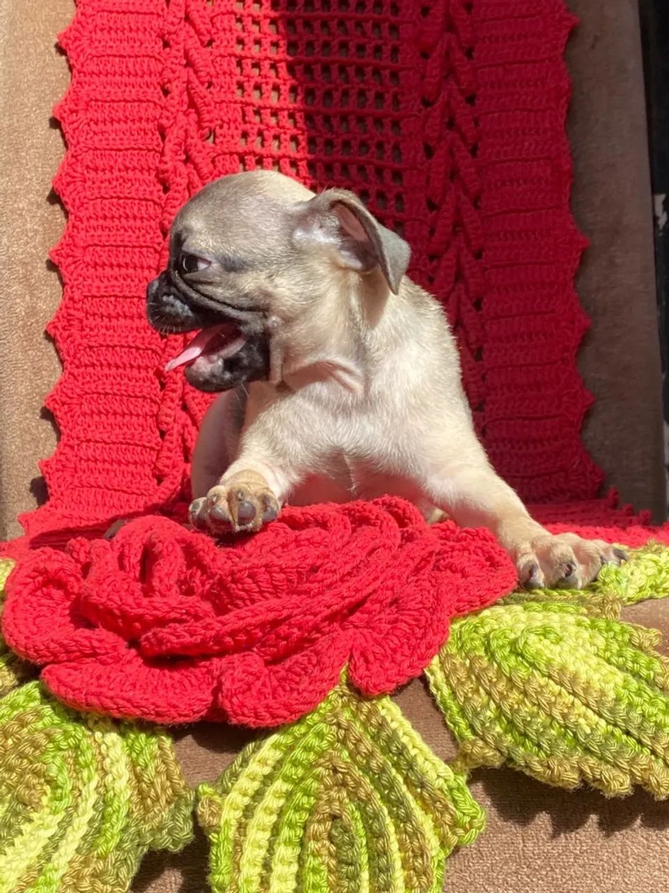 Pug puros  - Foto 2