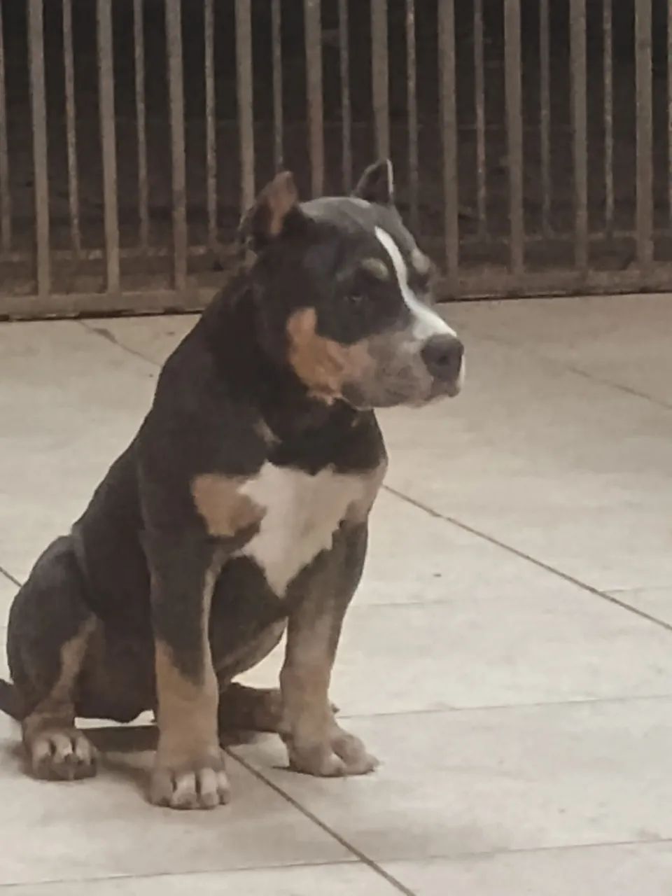 Cachorro  - Foto 4