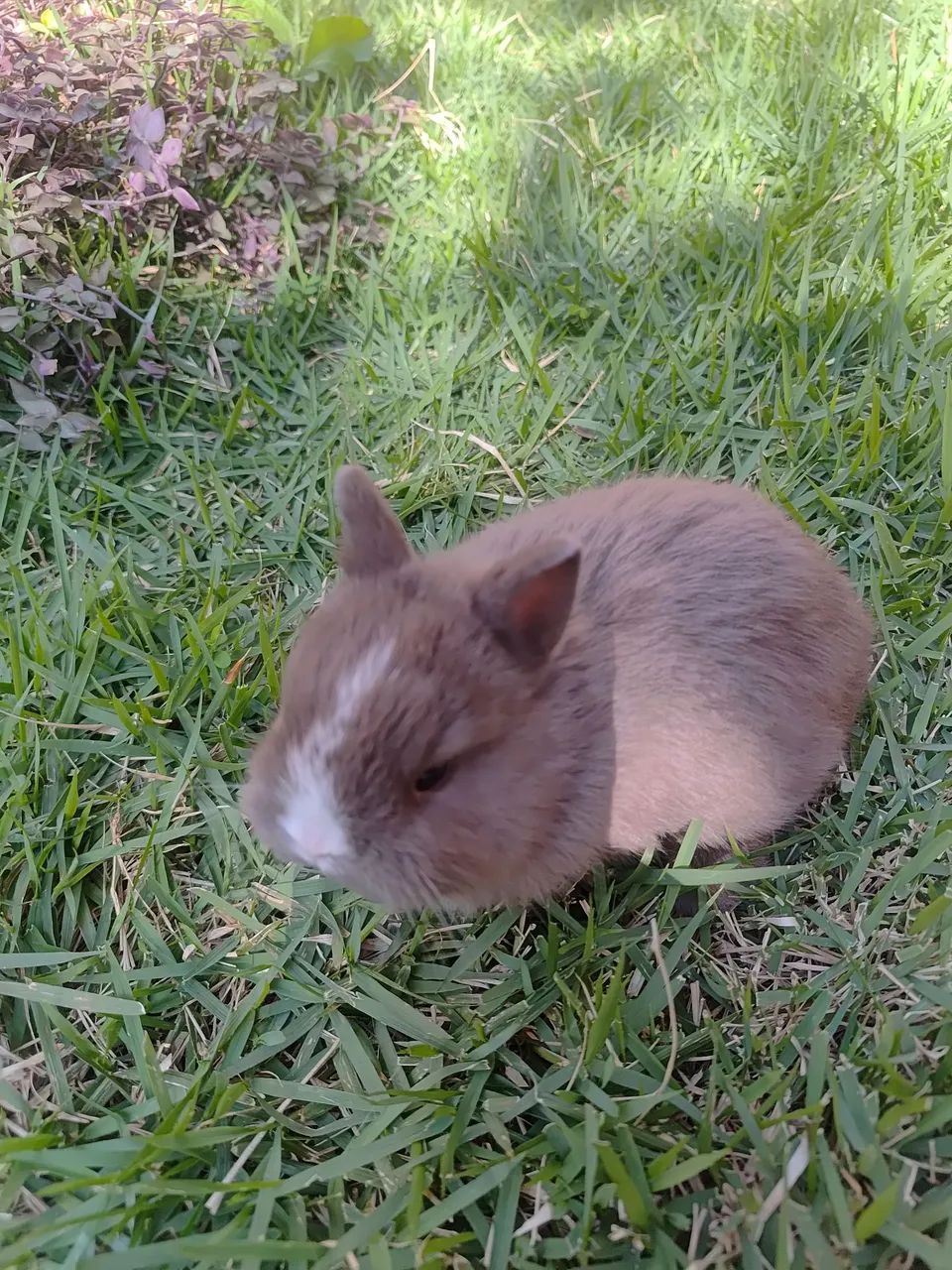 Mini coelho - Foto 3
