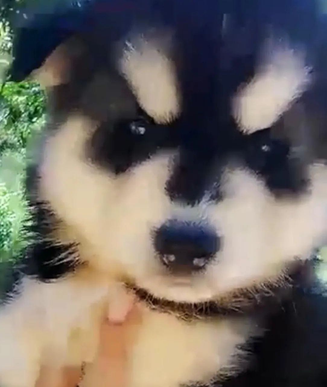 Husky siberiano com olhos impressionantes