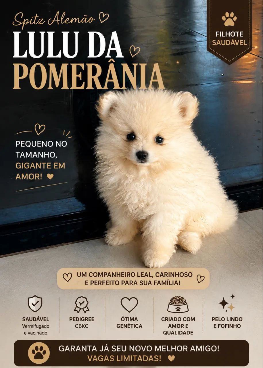 Filhote de Spitz Alemão 