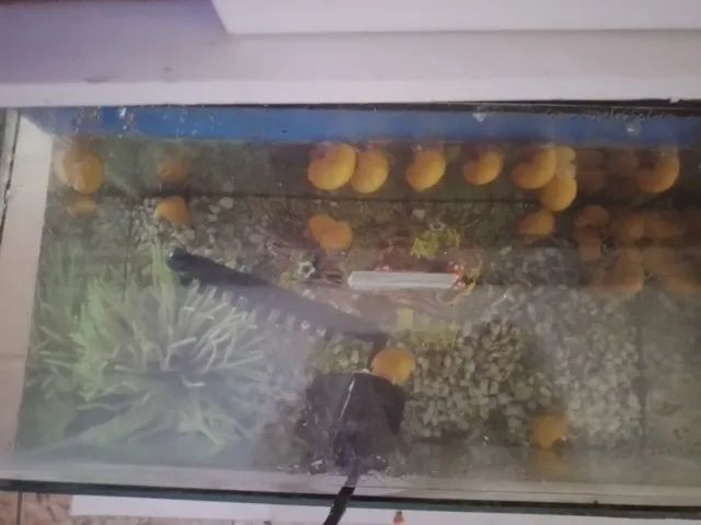 Aquário completo 20L - Foto 2