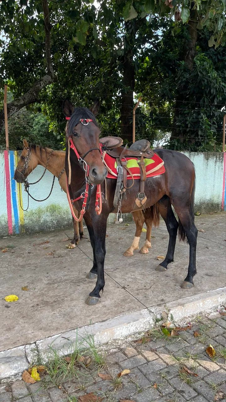 Cavalo  - Foto 5