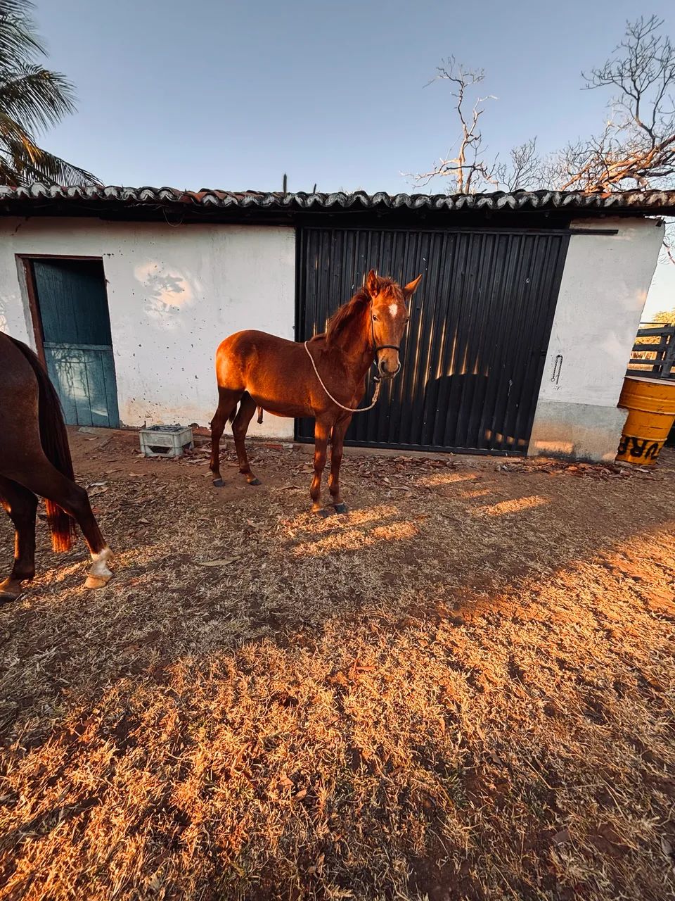 Para troca ou venda - Foto 3