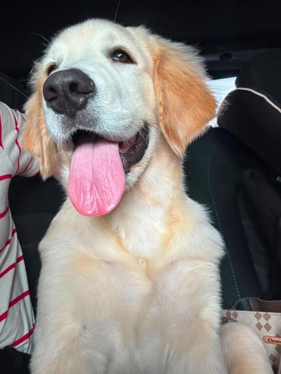 Cachorro  - Foto 5