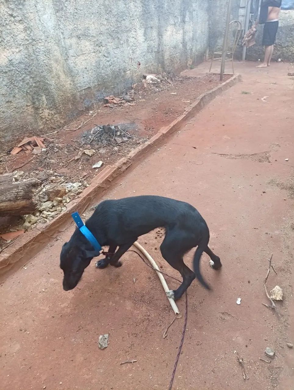 Cachorro adoção  - Foto 2