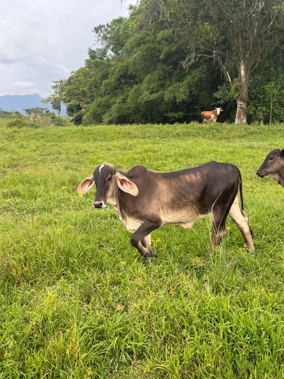 Vacas 