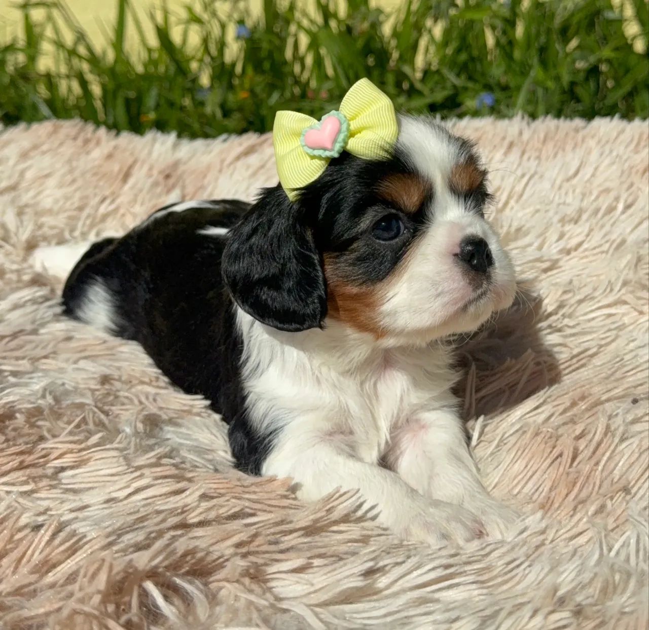 Cavalier King Charles 