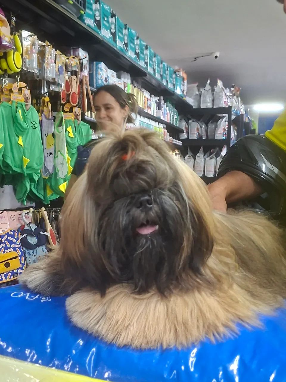 Cachorro shihtzu macho  - Foto 3