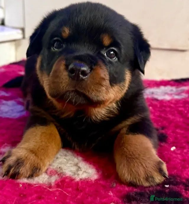 Bebezinho rottweiler saudável e ativo com procedência garantida