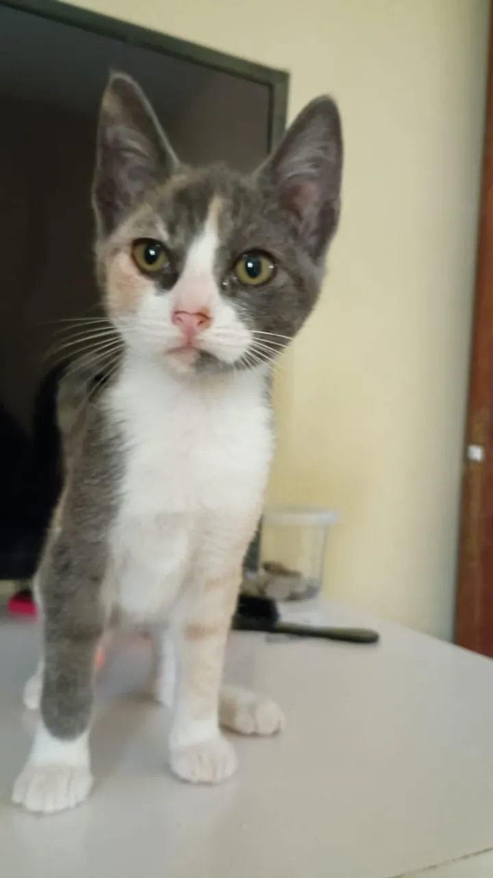Gatinha para adoção 