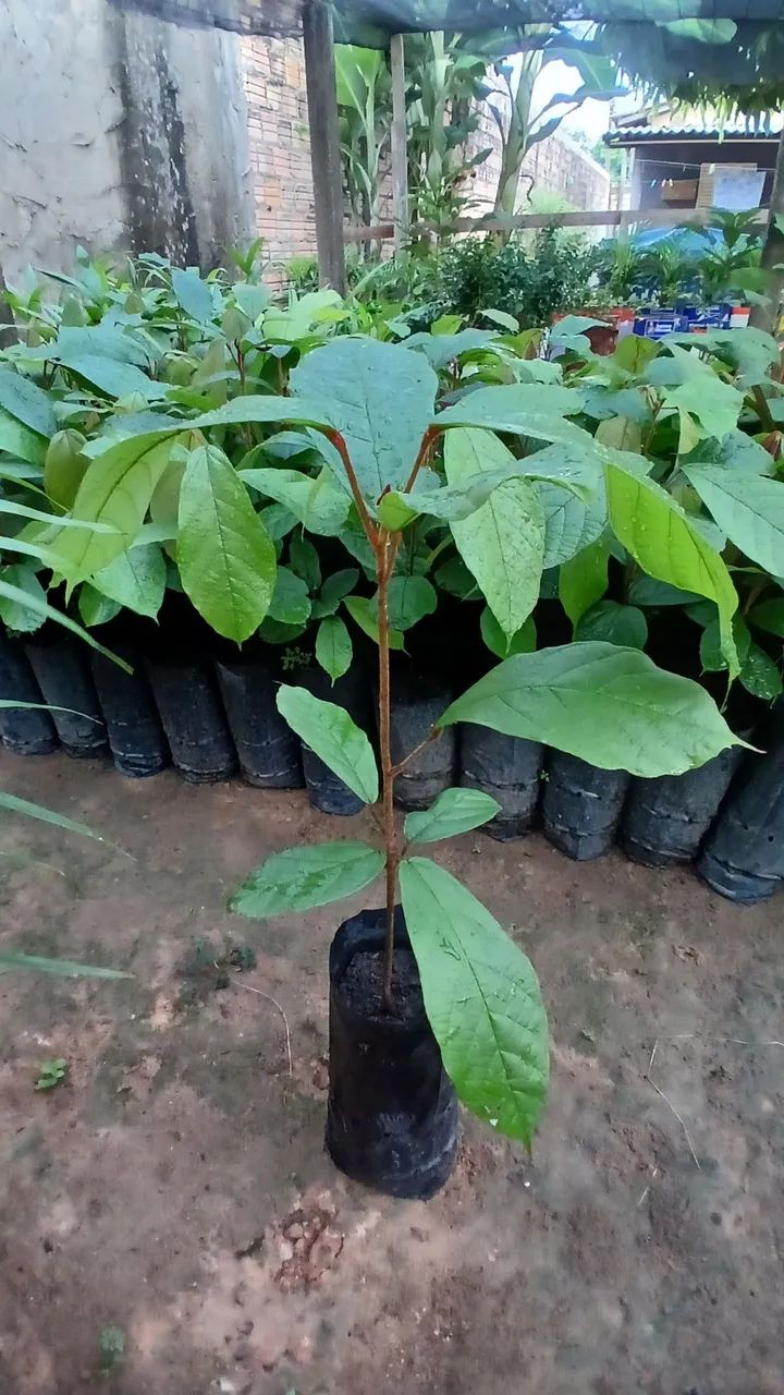 Mudas de cupuaçu 10reais  - Foto 2