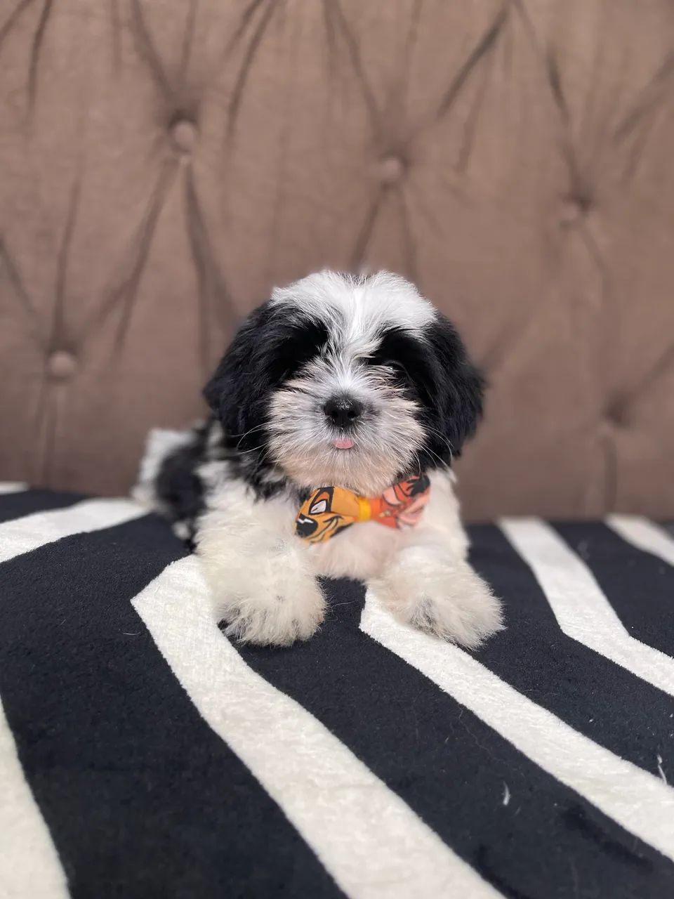 Shihtzu macho - Foto 5