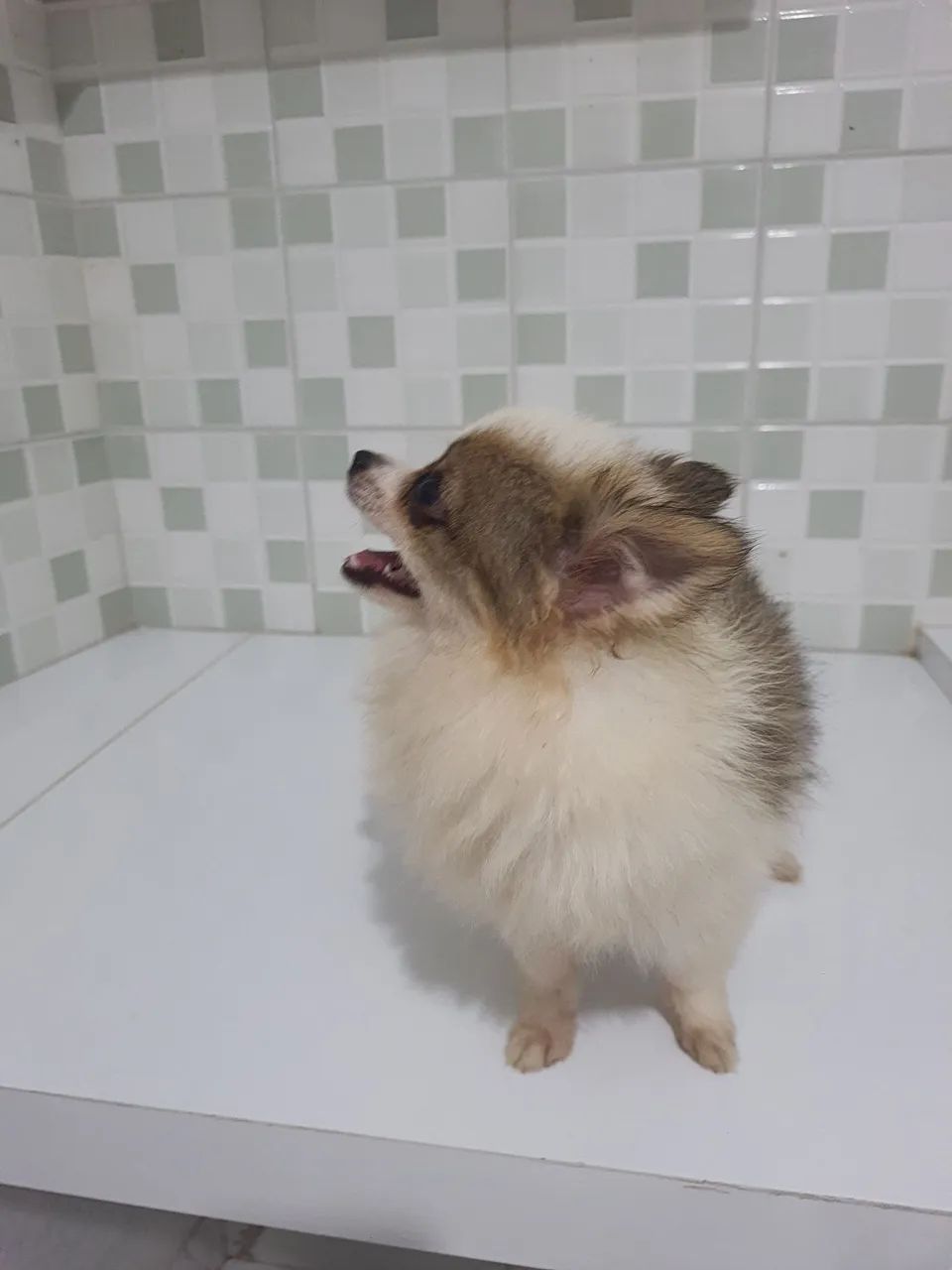 Spitz alemão  - Foto 5