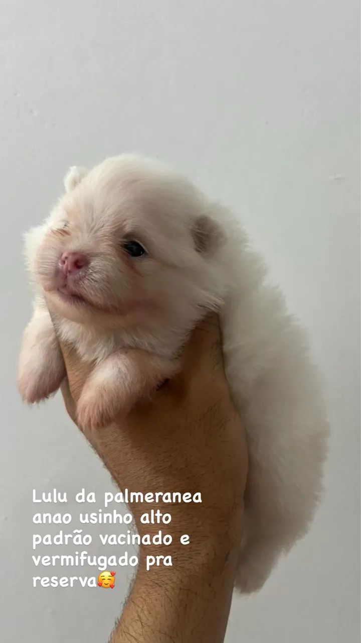 Disponível 