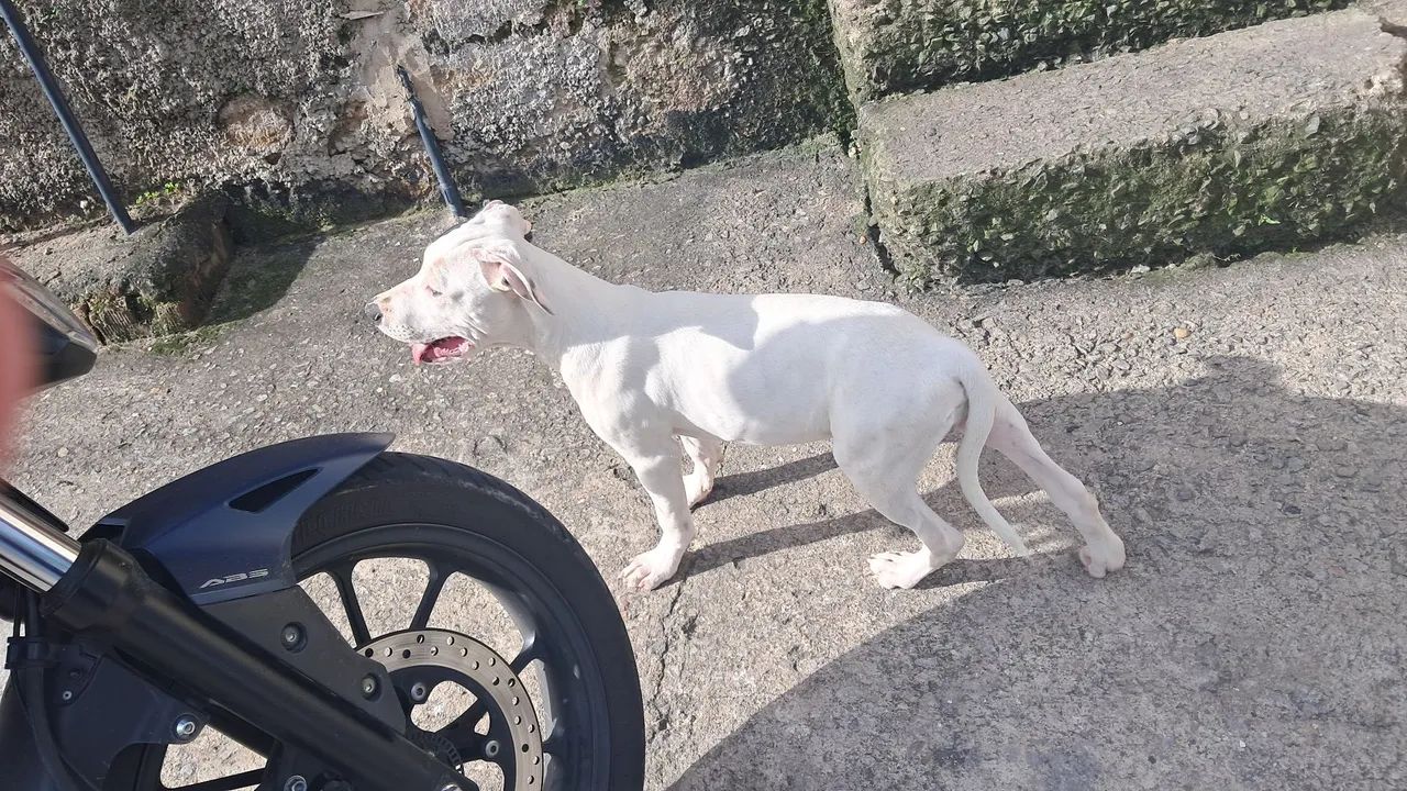 Lindo filhote de pit bull  - Foto 2
