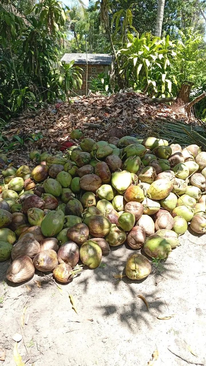 Coco verde no atacado  - Foto 2